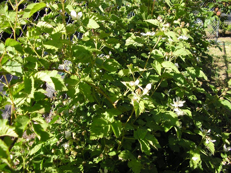 P5130007