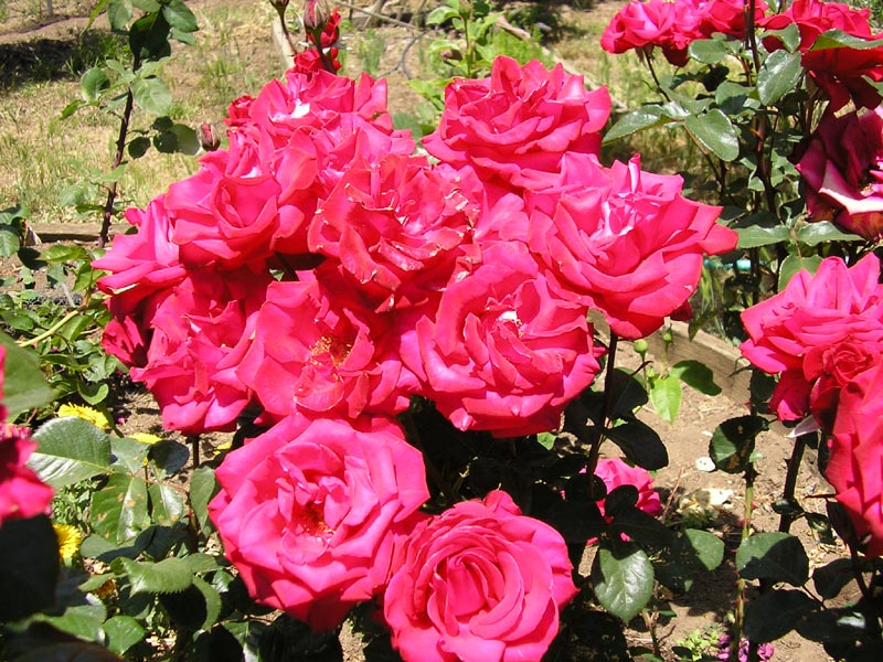 P6010016