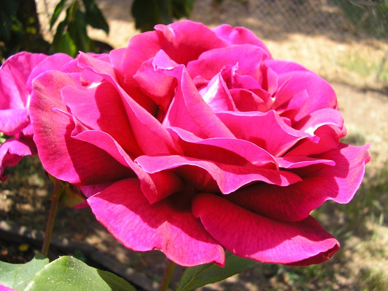 P6010018