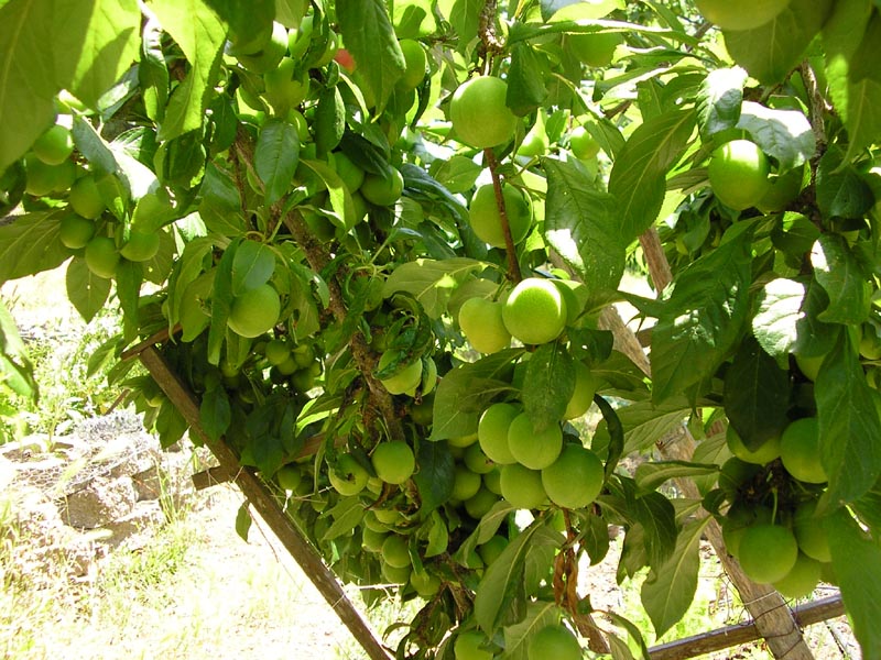 P6010020