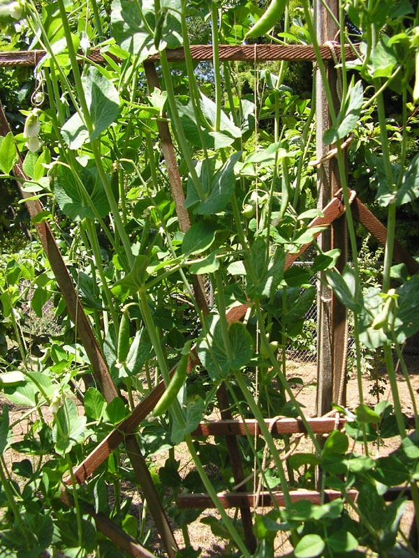 P6010024