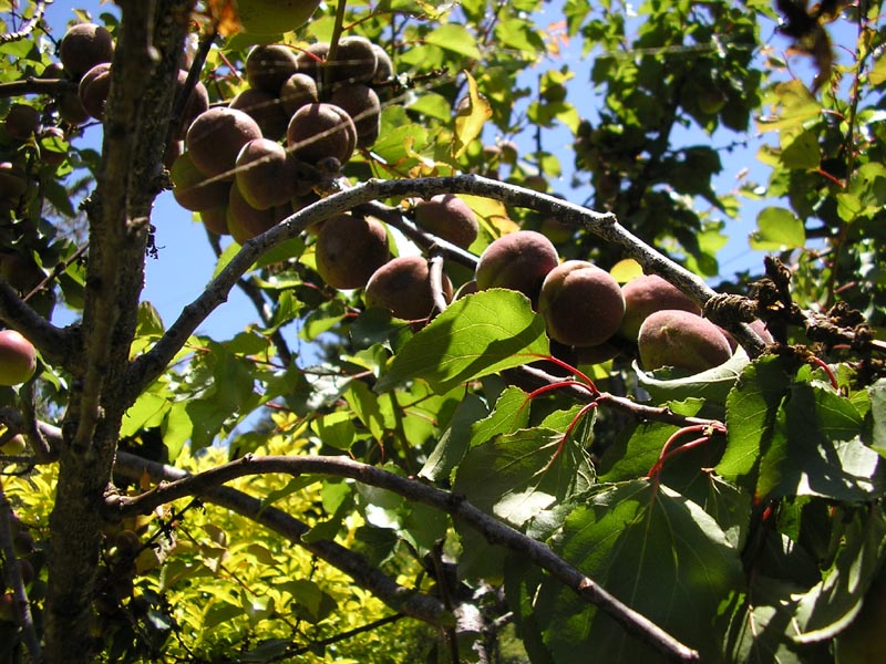 P6060030