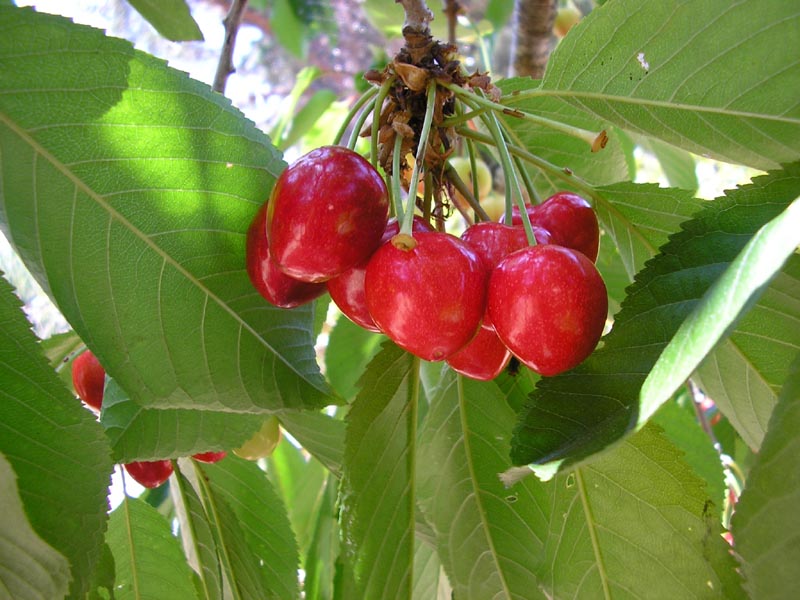 P6120032