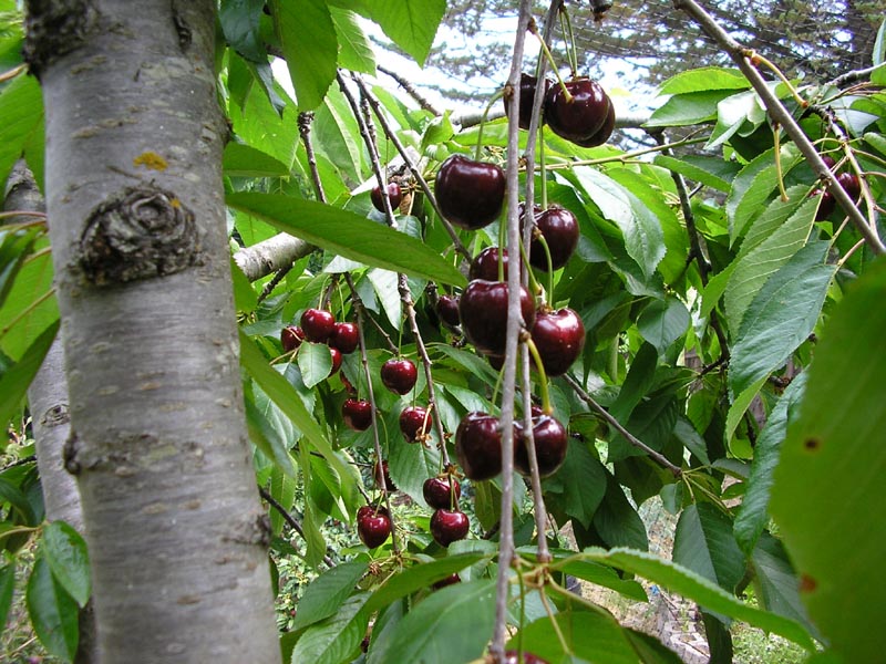 P6280042